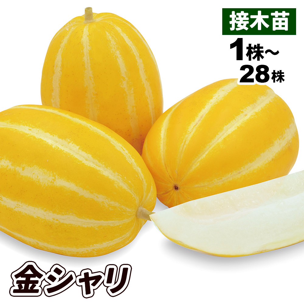 接木野菜苗 マクワ 接木F1金シャリ