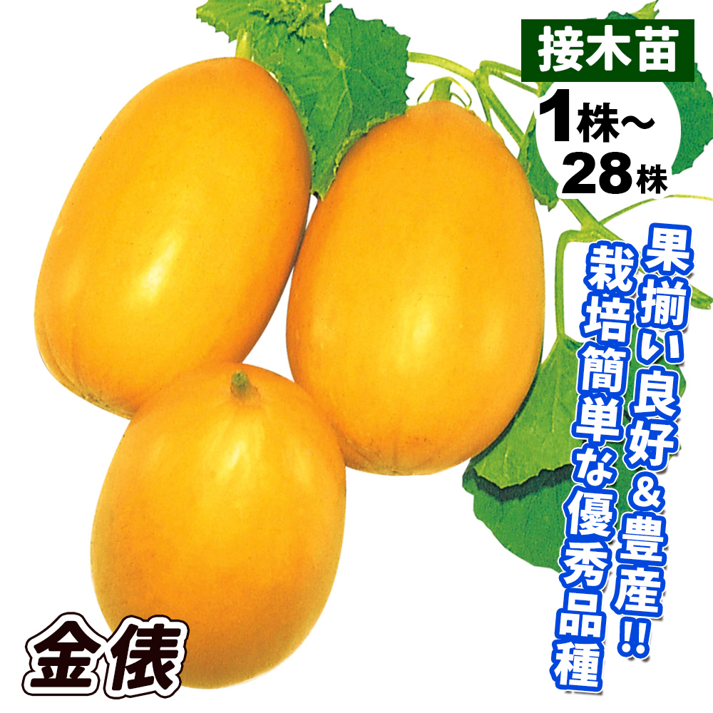 接木野菜苗 マクワウリ 接木金俵