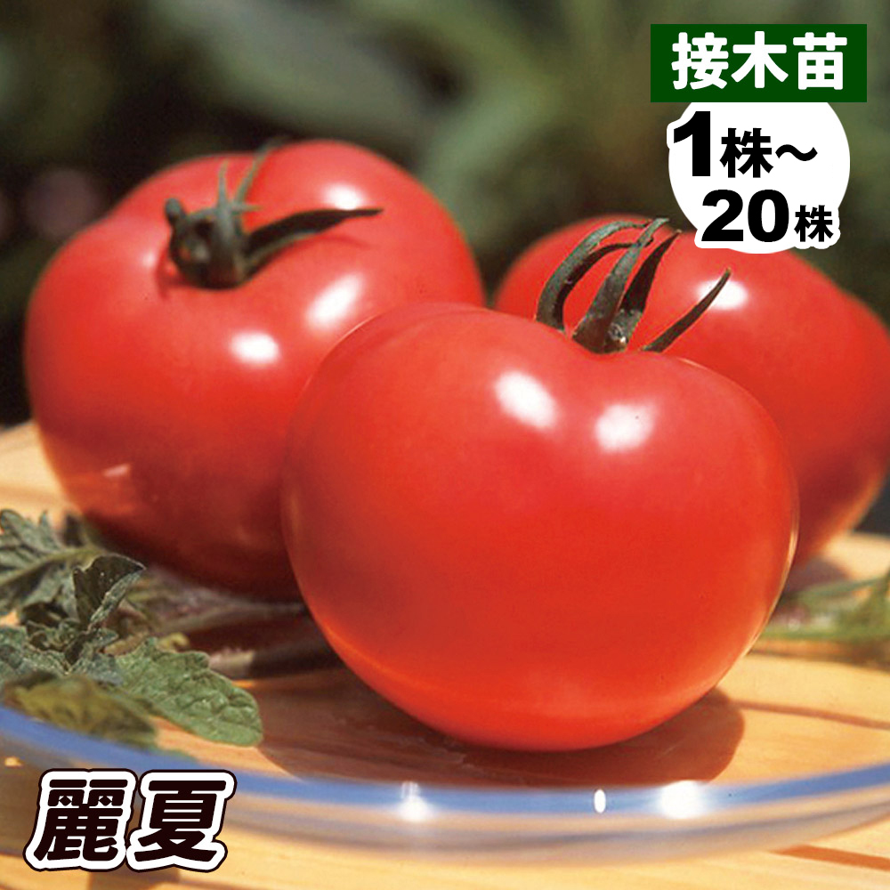 接木野菜苗 大玉トマト 接木F1麗夏