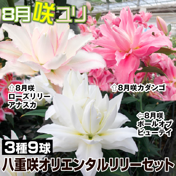 球根 花ユリ 8月咲八重咲オリエンタルリリーセット3種9球（各3球）