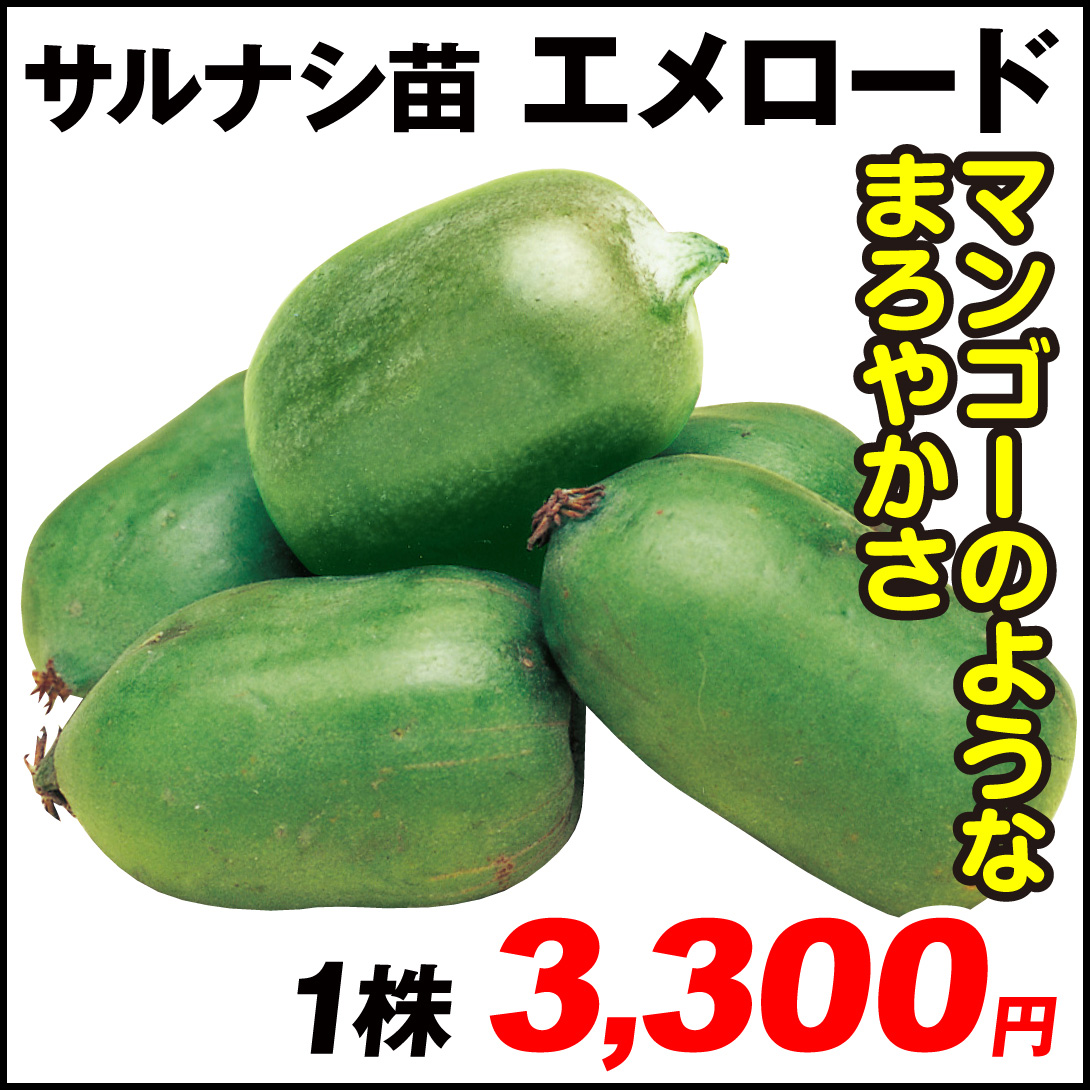 果樹苗 サルナシ エメロード 1株