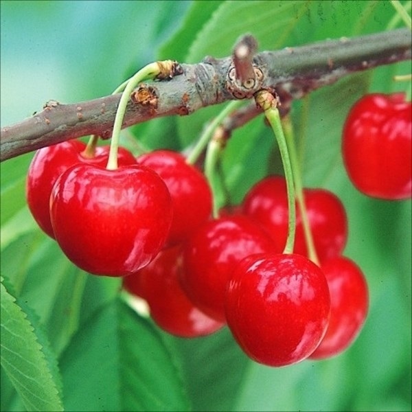 果樹苗 サクランボ 紅きらりPVP コルト台 1株