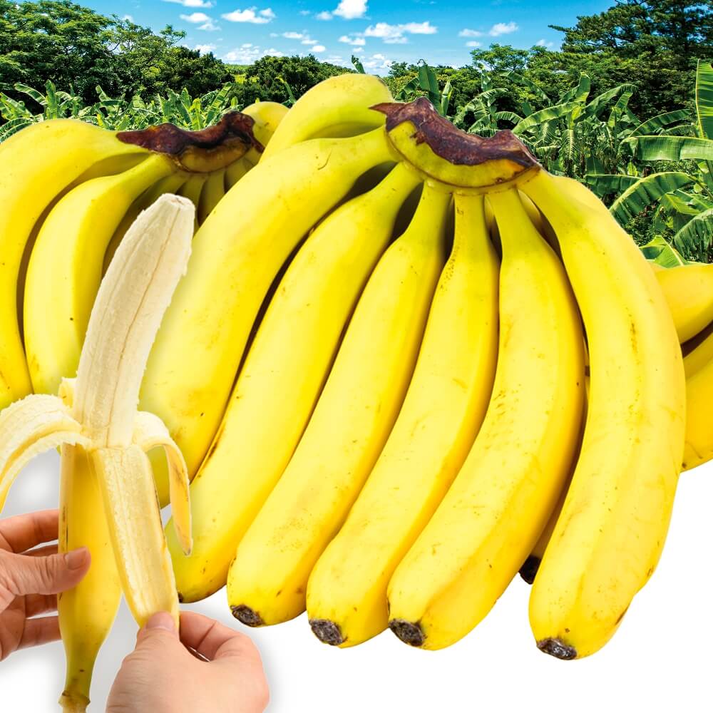 バナナ １房 特大バナナ エクアドル産 ご家庭用 ハンドバナナ 送料無料 食品
