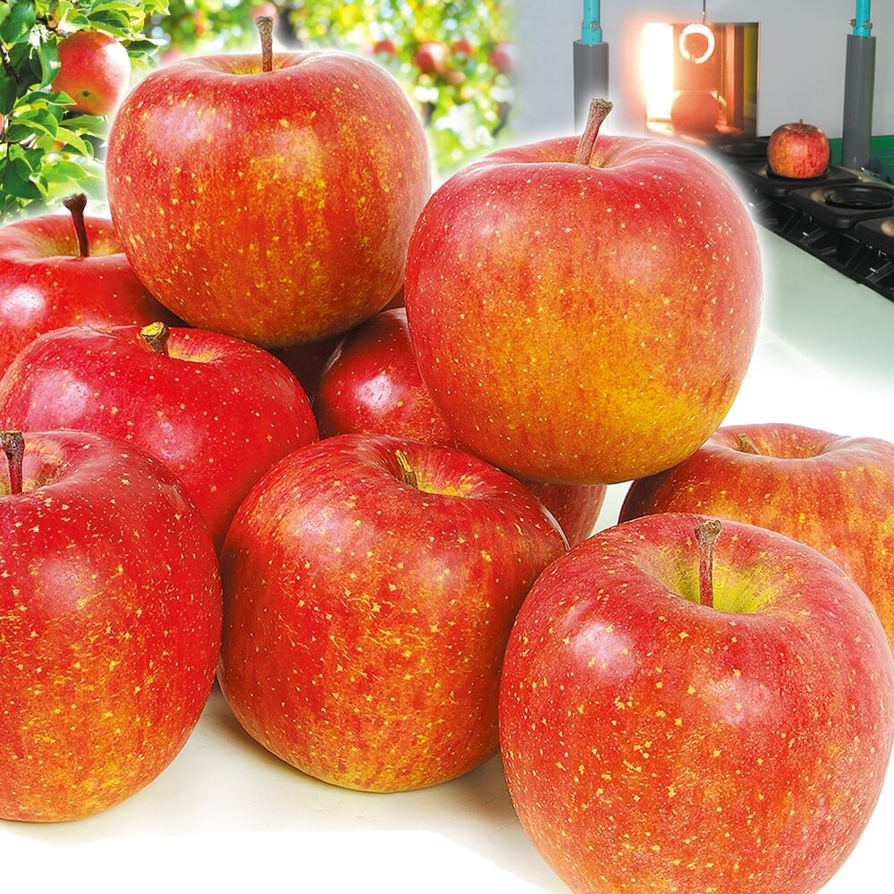 りんご 10kg 高糖度サンふじ 青森産 ご家庭用 送料無料 食品
