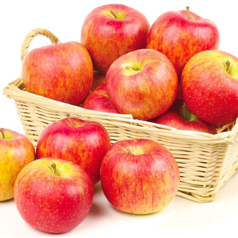 りんご 10kg 北斗・サン北斗 青森産 送料無料 食品