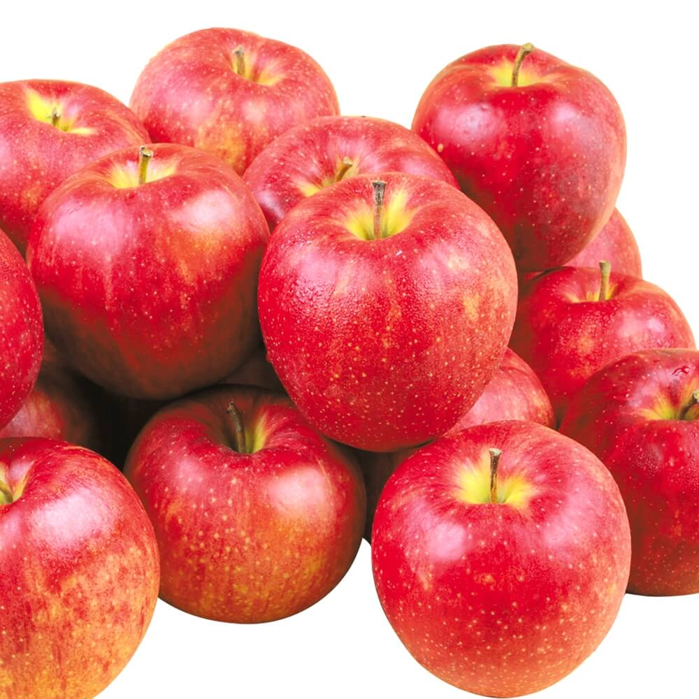 りんご 10kg サンジョナゴールド 青森産 送料無料 食品