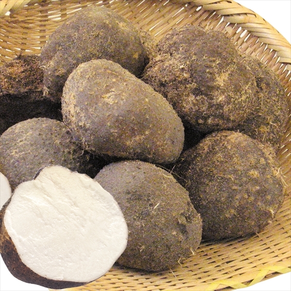 山いも 10kg 山の芋 石川産他 送料無料 食品