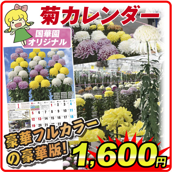 菊カレンダー