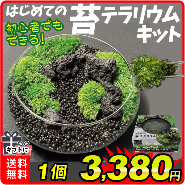 はじめての苔テラリウムキット 1個 ヤマゴケ 溶岩石 初心者 ギフト