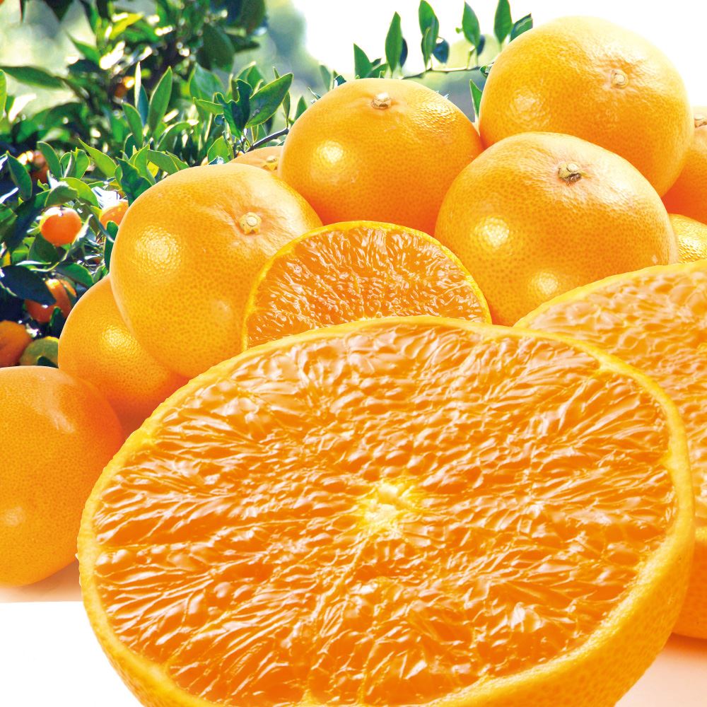 【期間限定】みかん 愛媛産 超特価 せとか 5kg 送料無料 食品