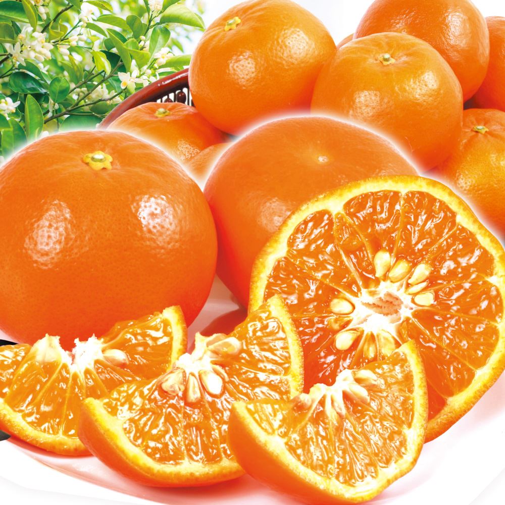 【期間限定】みかん 大分産 超特価 サンクイーン 10kg セミノール 柑橘 送料無料 食品