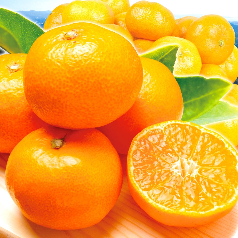 みかん 和歌山産 紀南の極甘みかん 10kg 送料無料 食品※プラチナ会員様専用チラシ