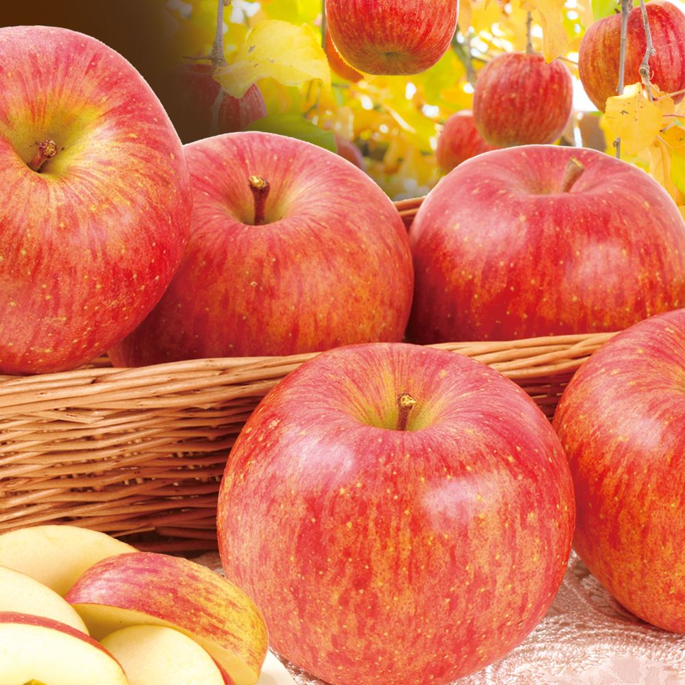 りんご 山形産 みちのくサンふじ 10kg ご家庭用 送料無料 食品※プラチナ会員様専用チラシ