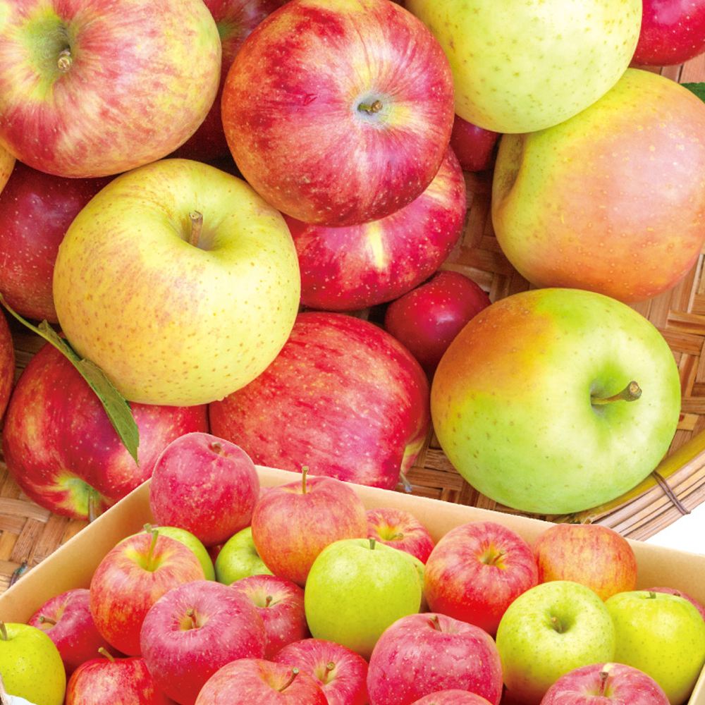りんご 青森産 加工用ミックスりんご 10kg 訳あり 1?3品種混合 送料無料 食品※プラチナ会員様専用チラシ