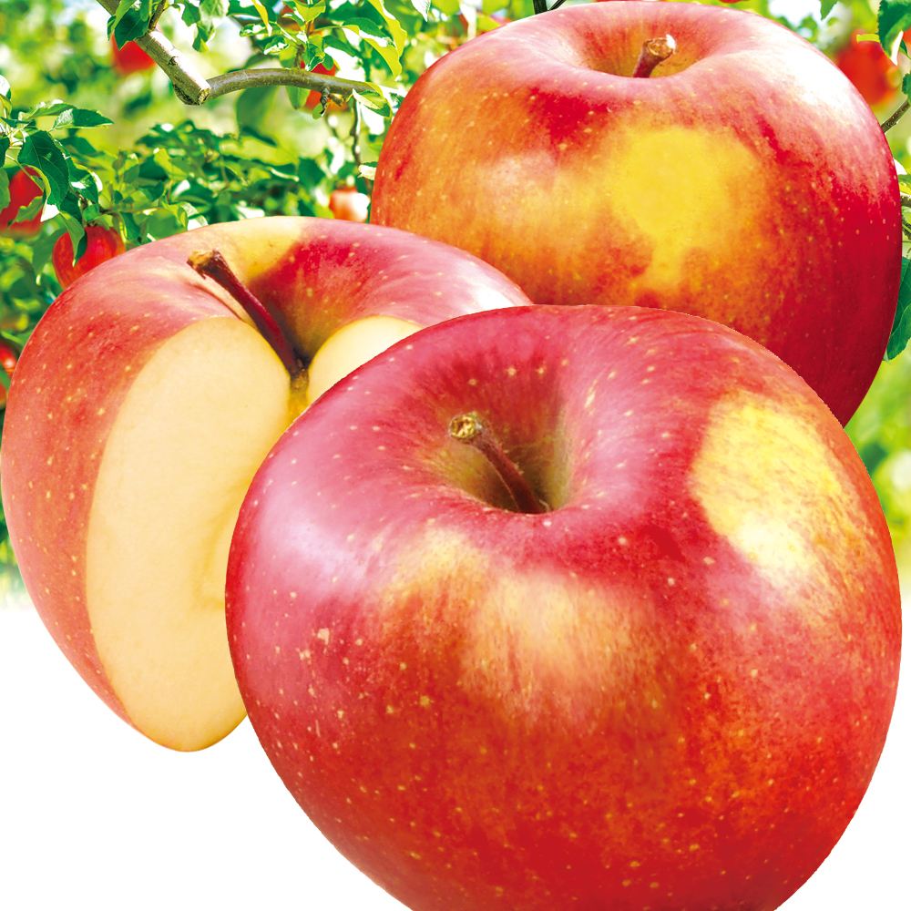 りんご 青森産 葉とらずふじ 10kg ご家庭用 送料無料 食品※プラチナ会員様専用チラシ