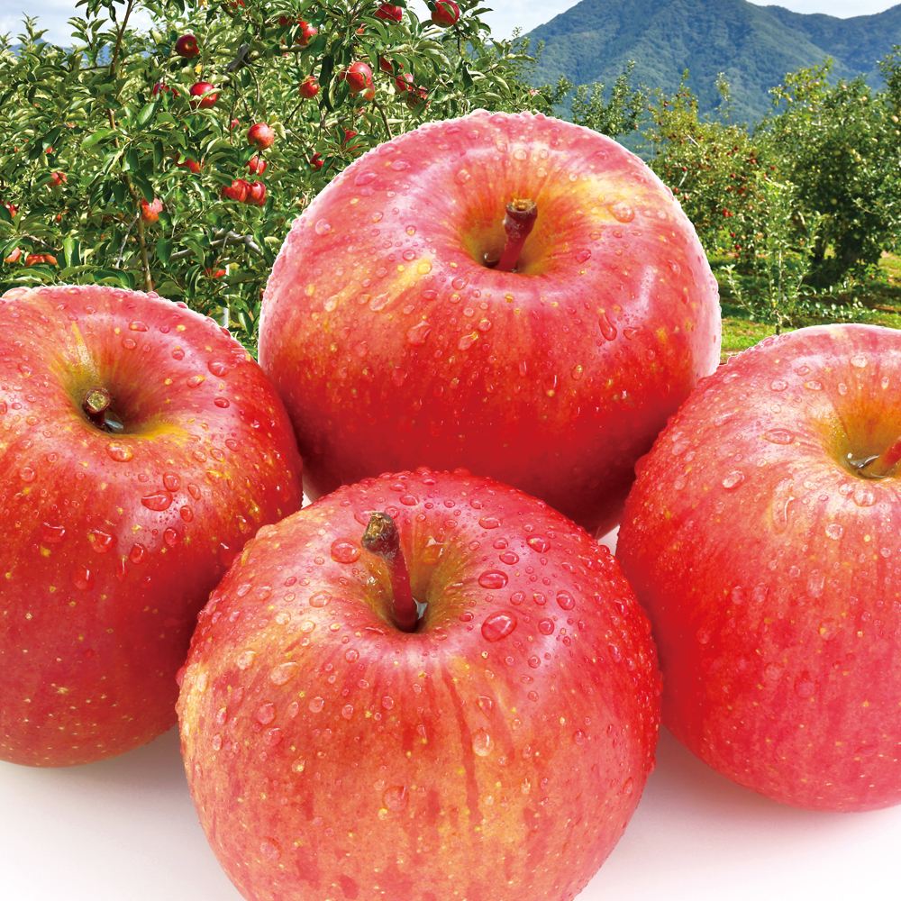 りんご 長野産 サンふじ 5kg ご家庭用 送料無料 食品※プラチナ会員様専用チラシ