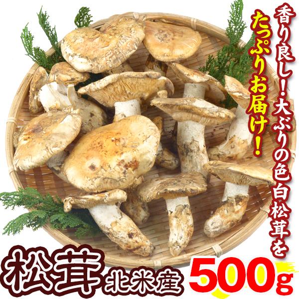 松茸 500g 北米産 まつたけ カナダ・アメリカ産 ご家庭用 送料無料 食品