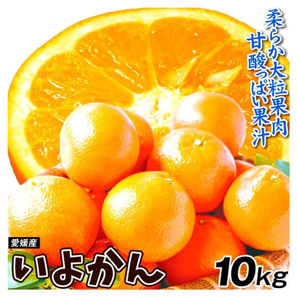 みかん 10kg いよかん 愛媛産 ご家庭用  送料無料 食品