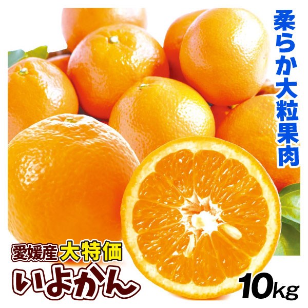 みかん 10kg いよかん 愛媛産 ご家庭用  送料無料 食品