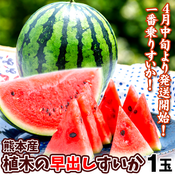 すいか 1玉 熊本産 植木の早出しすいか 2Lサイズ 送料無料 食品