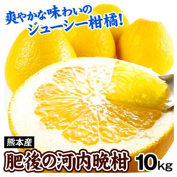 みかん 肥後の河内晩柑 10kg 熊本産 送料無料 食品