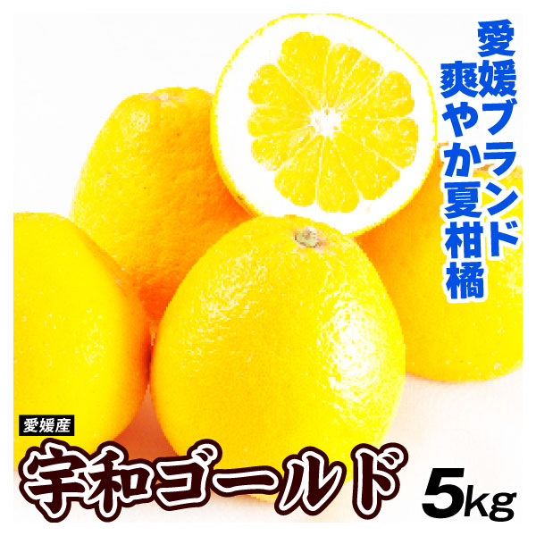 みかん 宇和ゴールド 5kg 愛媛産 ご家庭用  送料無料 食品