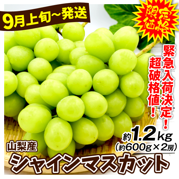 ぶどう 山梨産 限定 シャインマスカット 2房 (約1.2kg) 9月上旬頃～ 大房 種なし 皮ごと美味しい 大粒ぶどう 送料無料 食品
