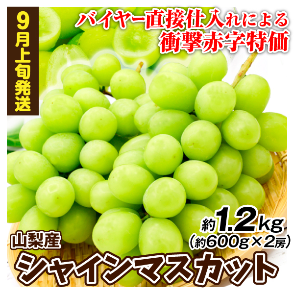 ぶどう 2房 (約1.2kg) シャインマスカット 山梨産 衝撃赤字特価 発送開始9月上旬頃～ 大房 種なし 皮ごと美味しい 大粒ぶどう 送料無料 食品