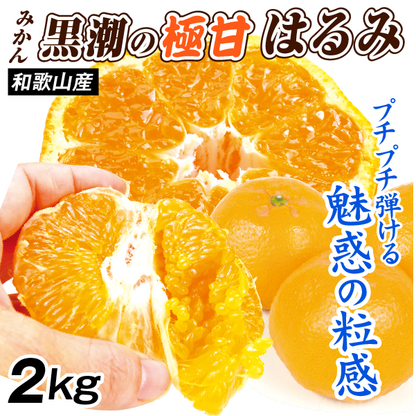 みかん 2kg 黒潮の極甘 はるみ 和歌山産 ご家庭用 高級 送料無料 食品