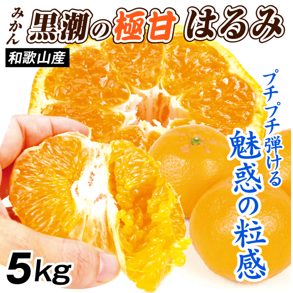 みかん 5kg 黒潮の極甘 はるみ 和歌山産 ご家庭用 高級 送料無料 食品