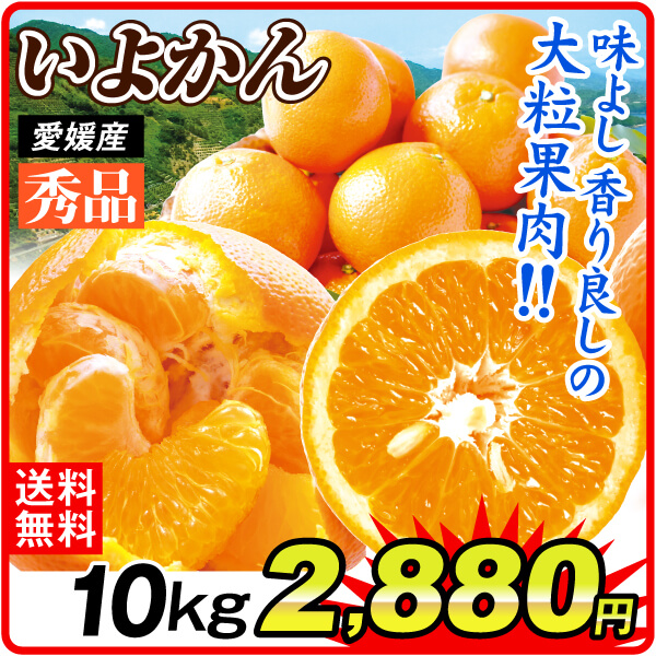 みかん 10kg いよかん 秀品 愛媛産 大特価 伊予柑ミカン 送料無料 食品