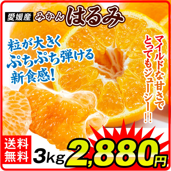 みかん 愛媛産 はるみ 3kg ご家庭用 送料無料 プチプチ弾けるような食感 春柑橘 高級 柑橘 食品