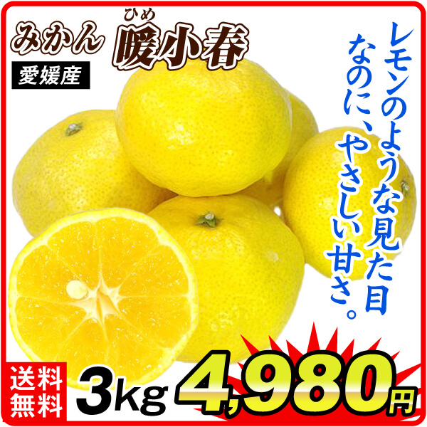 みかん 愛媛産 媛小春 3kg ご家庭用 食品 国華園