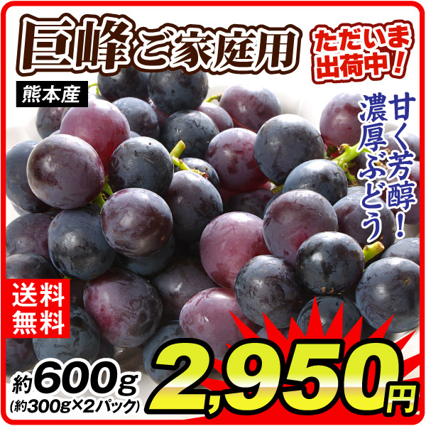 ぶどう 約600g (約300g×2パック) 巨峰 ご家庭用 ただいま出荷中 熊本産 葡萄 果物 フルーツ 冷蔵便 送料無料 食品