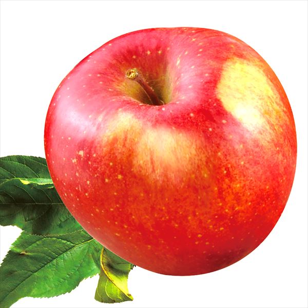 りんご 約20kg 葉とらずふじ 青森産 ご家庭用 木箱 送料無料 食品