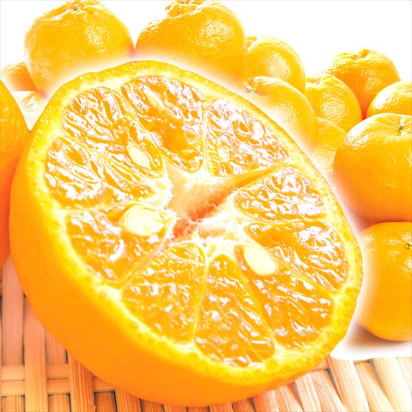 みかん 10kg ポンカン 九州産 ぽんかん 柑橘 ご家庭用 送料無料 食品