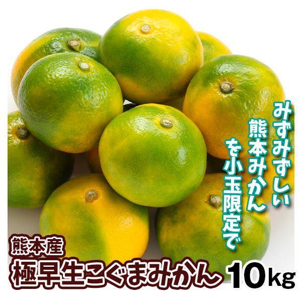 みかん 10kg 極早生 こぐま蜜柑 熊本産 こぐまみかん 送料無料 食品