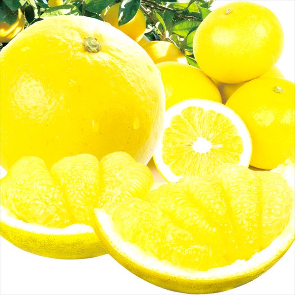 みかん 10kg 文旦 高知産 送料無料 食品