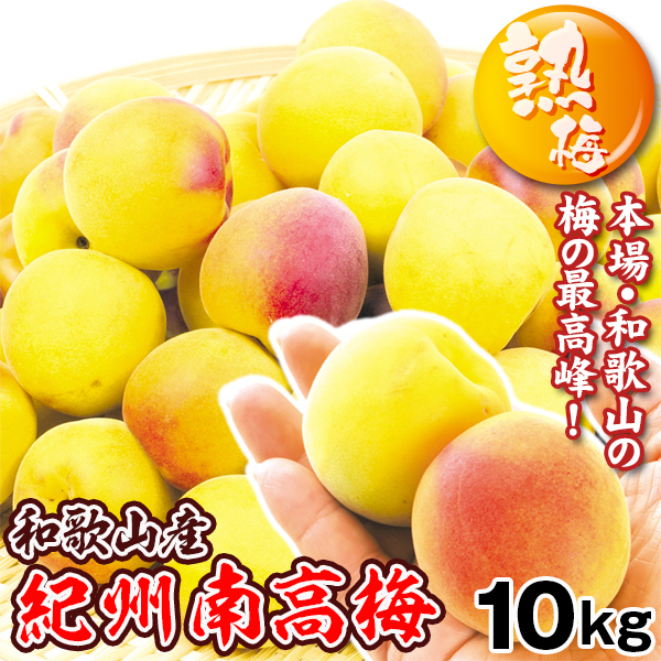 梅 紀州南高梅【熟梅】 10kg 和歌山産 冷蔵便  送料無料 食品