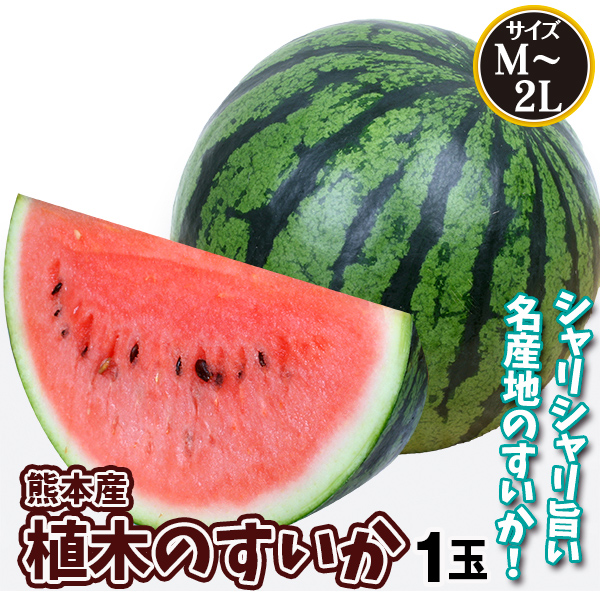 スイカ 熊本産 植木のすいか 1玉 送料無料 食品