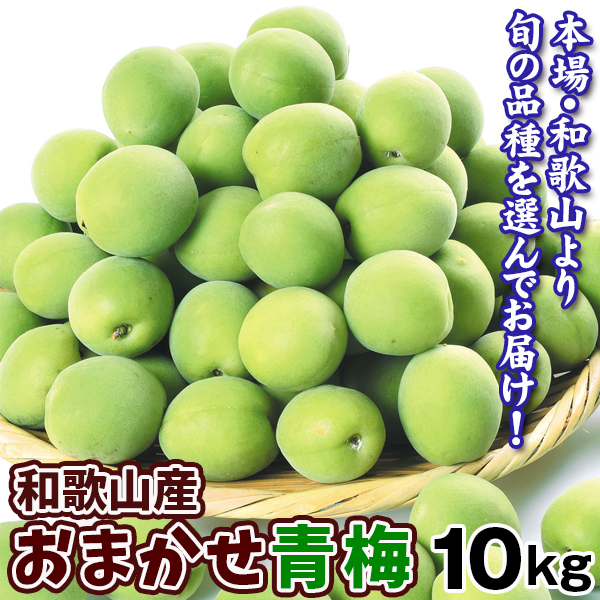 梅 おまかせ青梅 10kg 和歌山産 ご家庭用 冷蔵便 送料無料 食品
