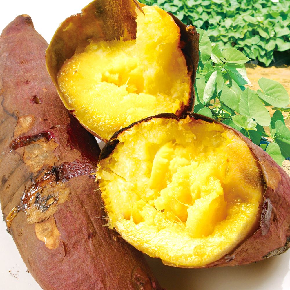 さつまいも 10kg 紅はるか 訳あり 九州産 送料無料 食品
