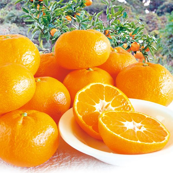 みかん 10kg 天秀みかん 熊本産 送料無料 食品