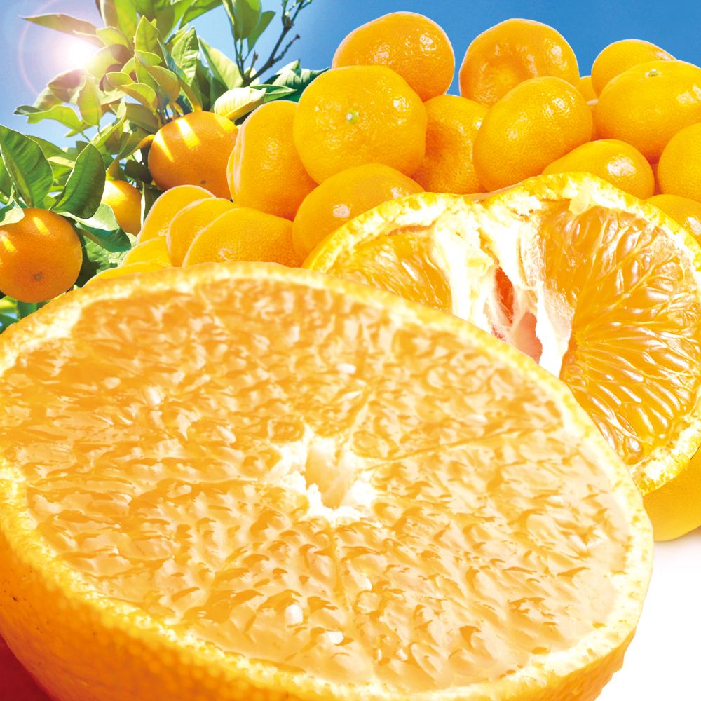 みかん 10kg 肥後の秀逸みかん 熊本産 送料無料 食品