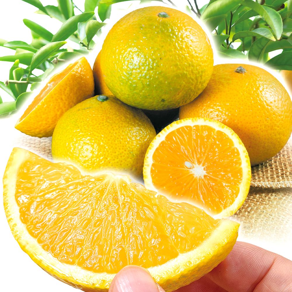 みかん 10kg スイートスプリング 熊本産 送料無料 食品