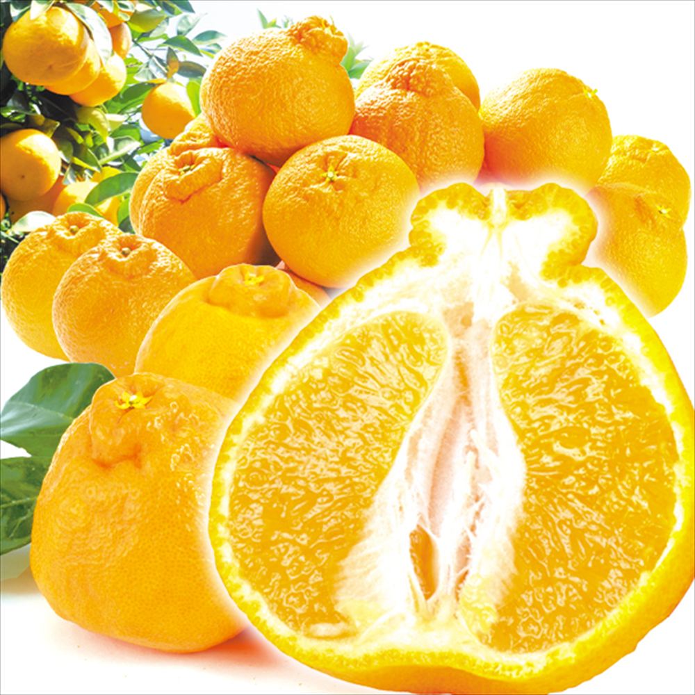 みかん 5kg 不知火オレンジ 熊本産 お買得 送料無料 食品