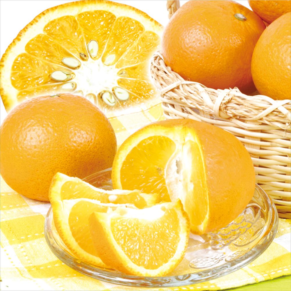 みかん 10kg 紅甘夏 熊本産 ご家庭用 送料無料 食品