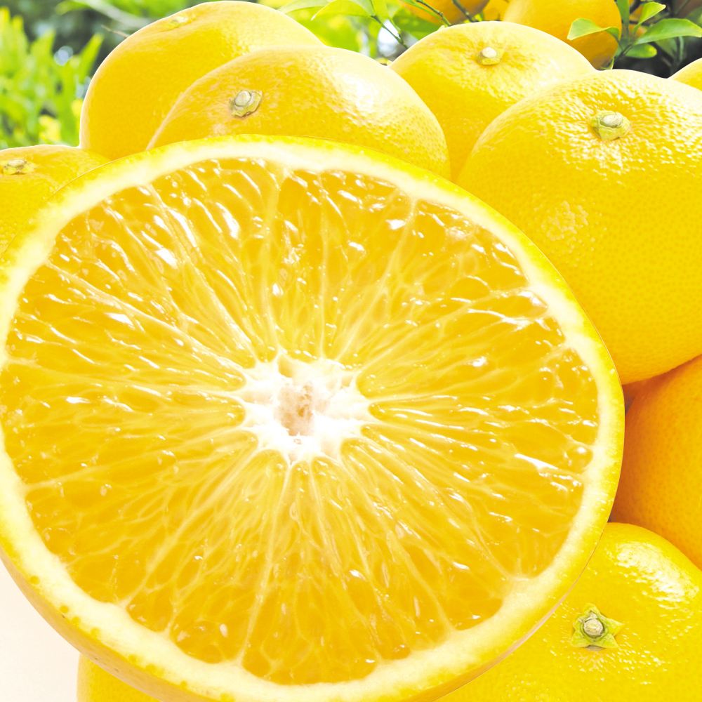 みかん 10kg はっさく 熊本産 ご家庭用 送料無料 食品