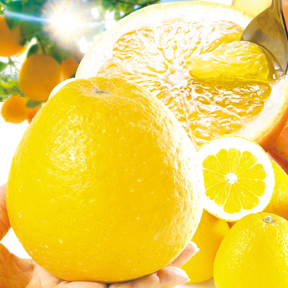 みかん 10kg 肥後の河内晩柑 熊本産 送料無料 食品