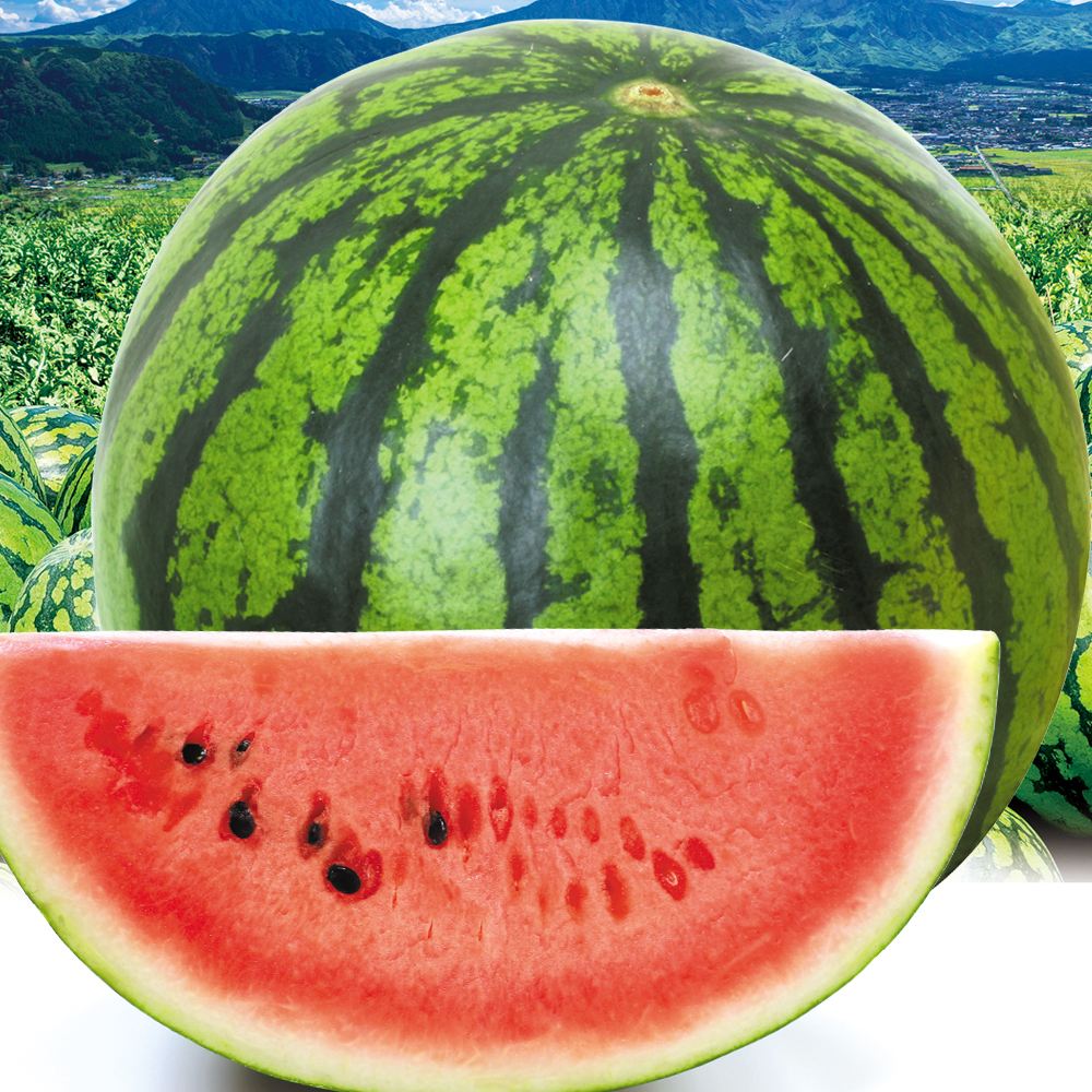 スイカ 1玉 植木の早出しすいか 熊本産 送料無料 食品
